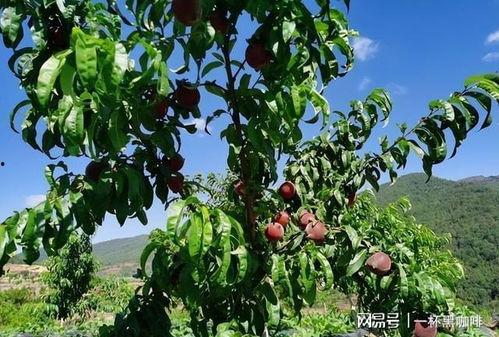 种植果树视频,从播种到收获的视觉之旅